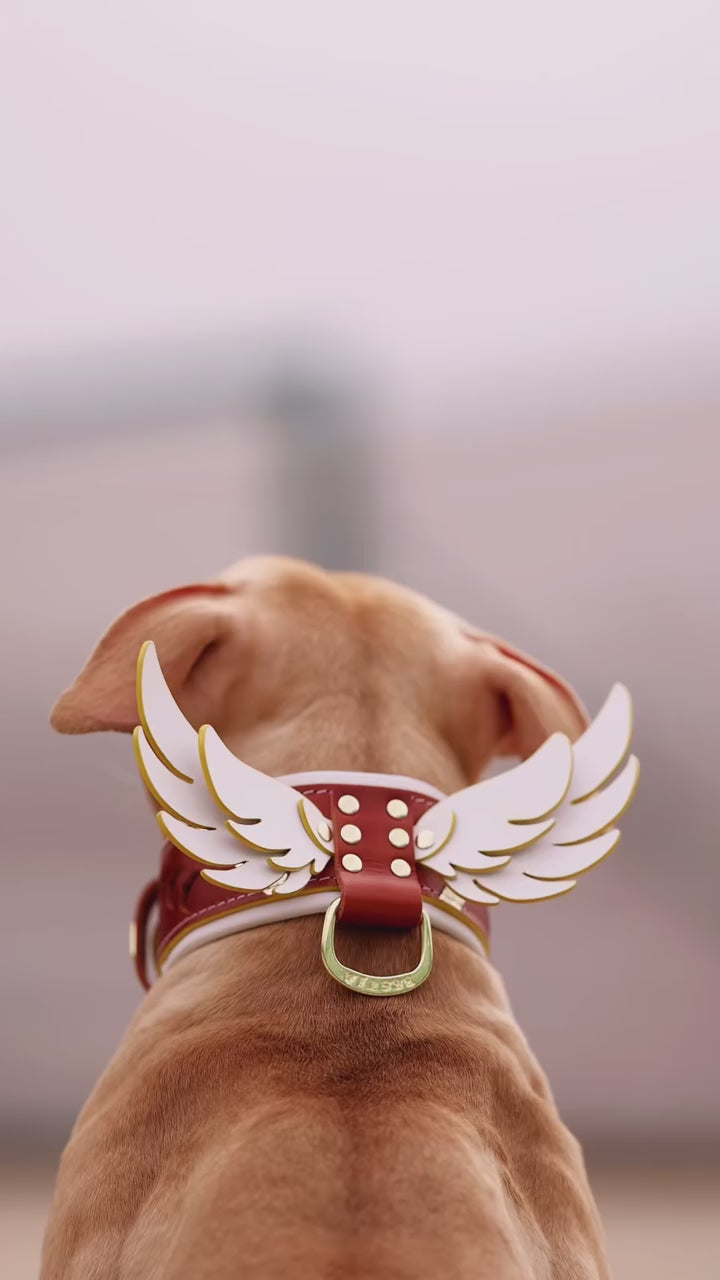 Hermes Collar